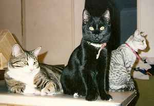 Cats
